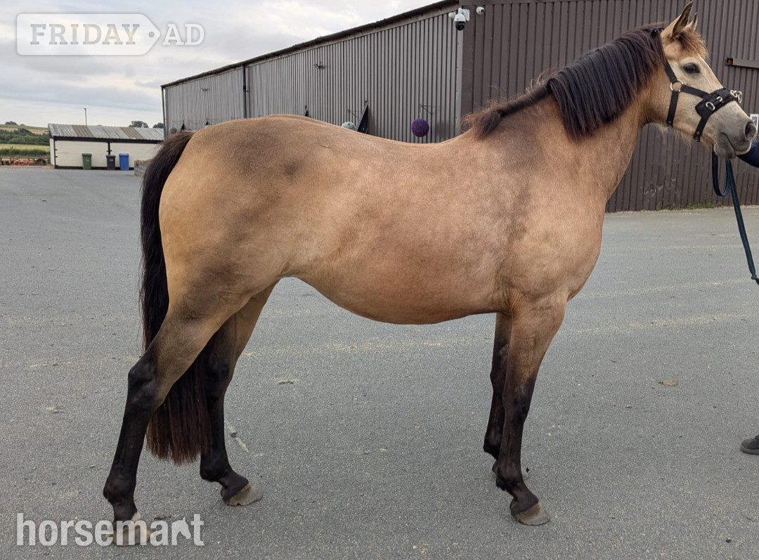 Sedgefield "Florence " Dun Mare All Rounder