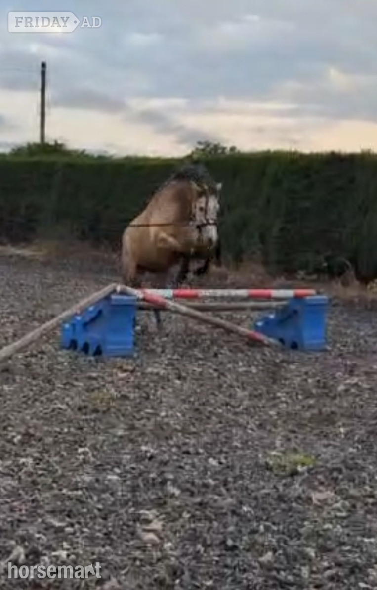 "Florence " Dun Mare All Rounder - Horses in Sedgefield