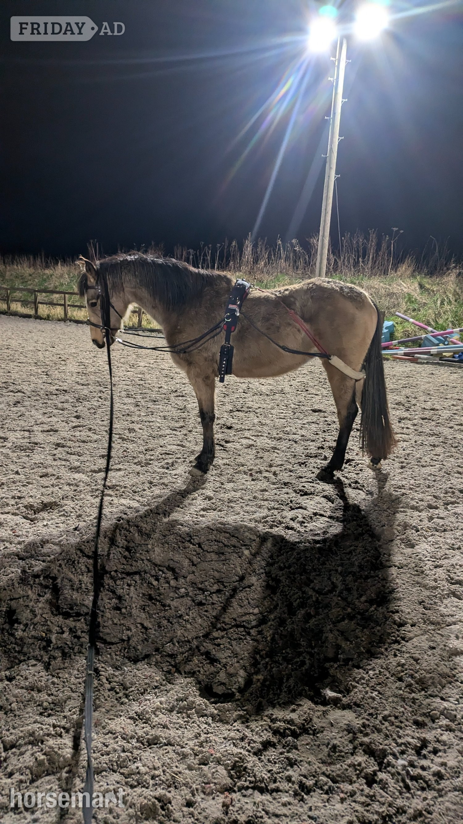 "Florence " Dun Mare All Rounder - Horses