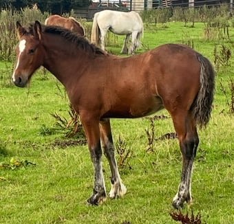 "Appaloosa x Cob To Mature To 15.2" Bright Bay Colt Youngstock / Foal