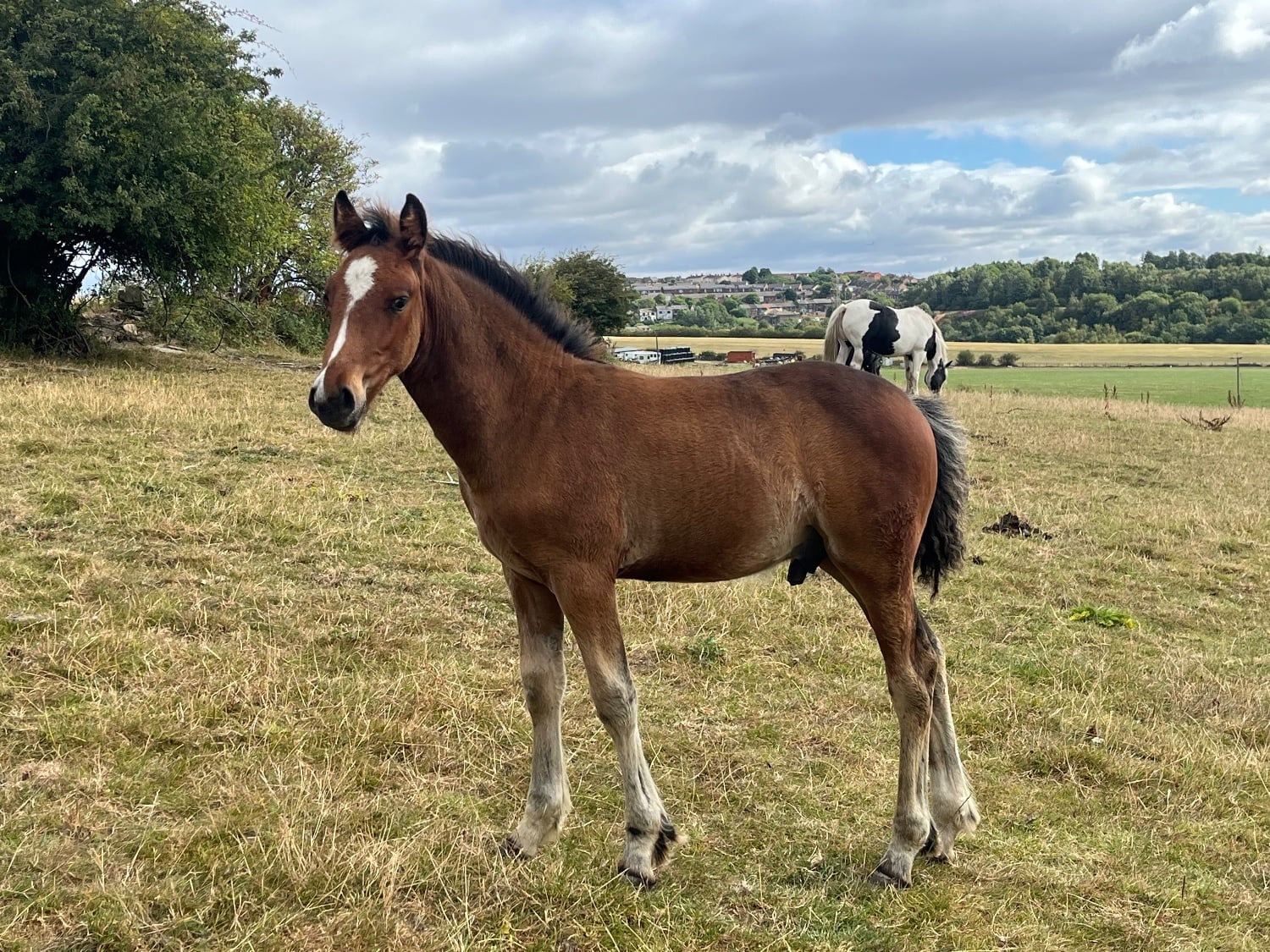 "Appaloosa x Cob To Mature To 15.2" Bright Bay Colt Youngstock / Foal