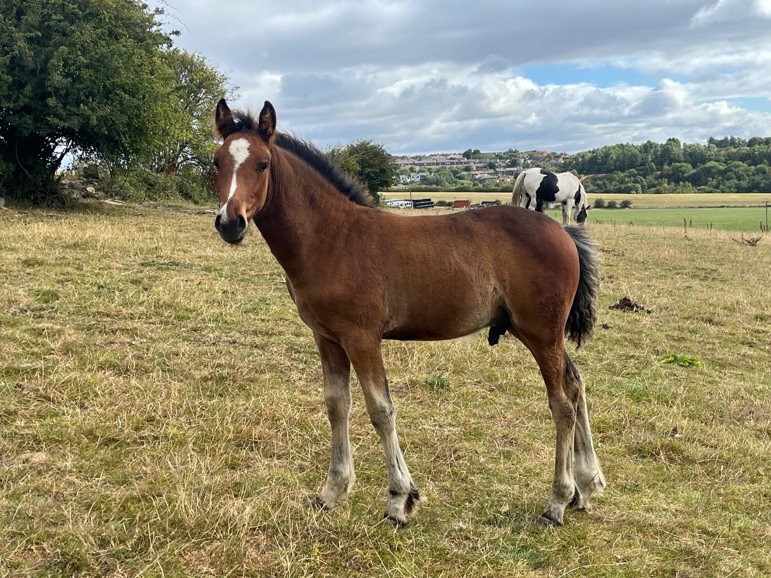 Leeds "Appaloosa x Cob To Mature To 15.2" Bright Bay Colt Youngstock / Foal