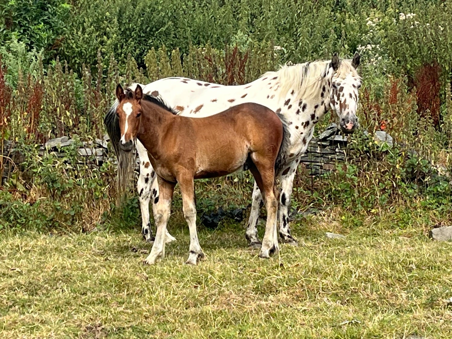 "Appaloosa x Cob To Mature To 15.2" Bright Bay Colt Youngstock / Foal - Horses in Leeds