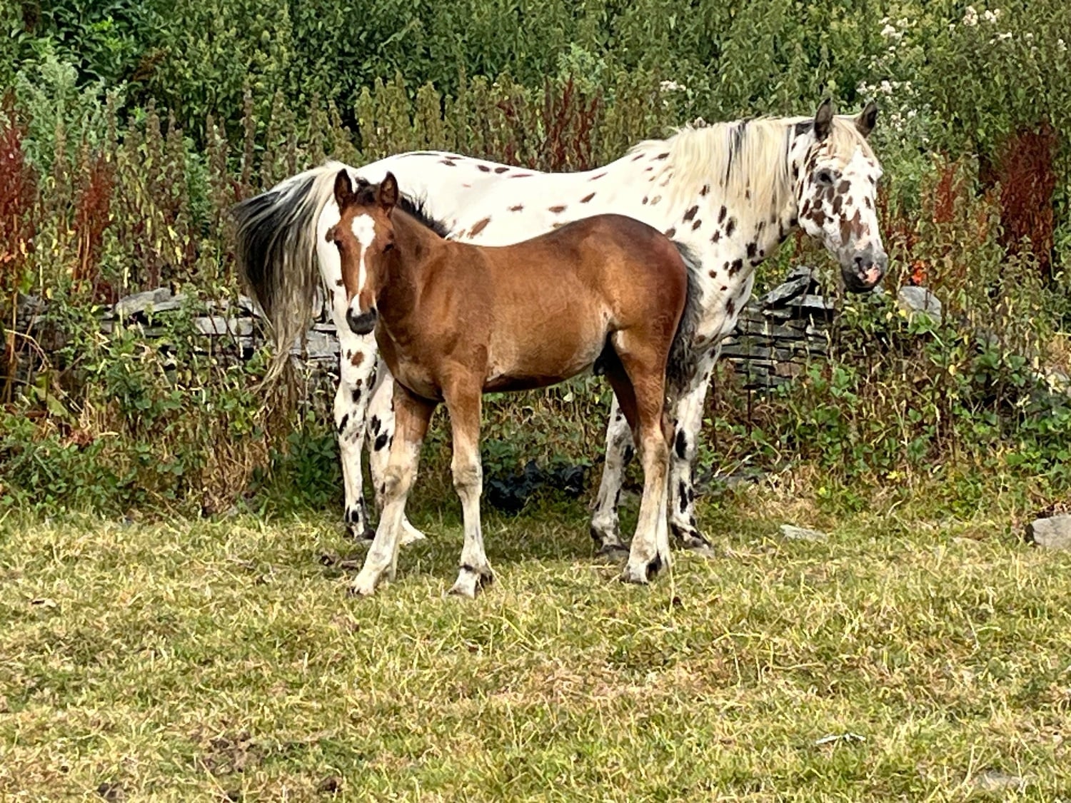 "Appaloosa x Cob To Mature To 15.2" Bright Bay Colt Youngstock / Foal - Horses
