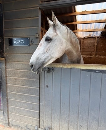 "Rusty " Rose Grey Mare Ex Racehorse