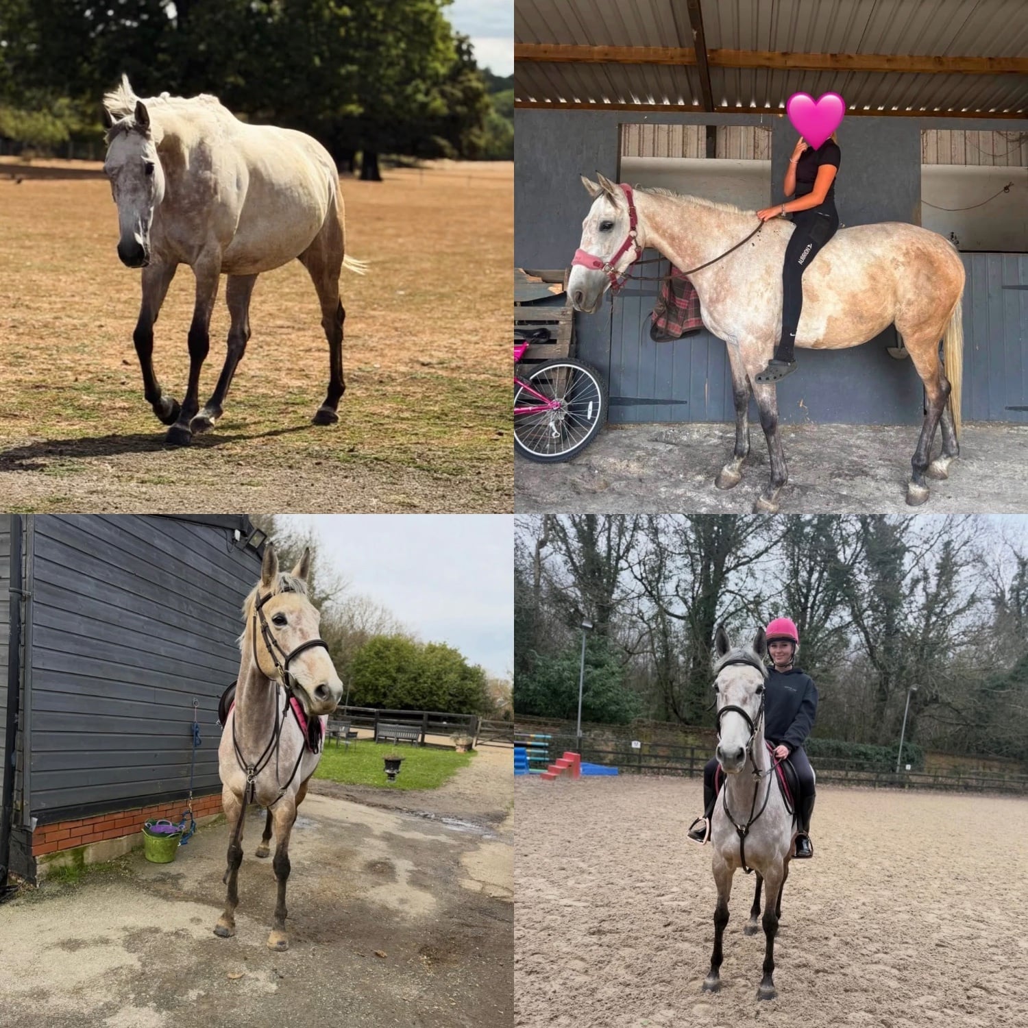 "Rusty " Rose Grey Mare Ex Racehorse