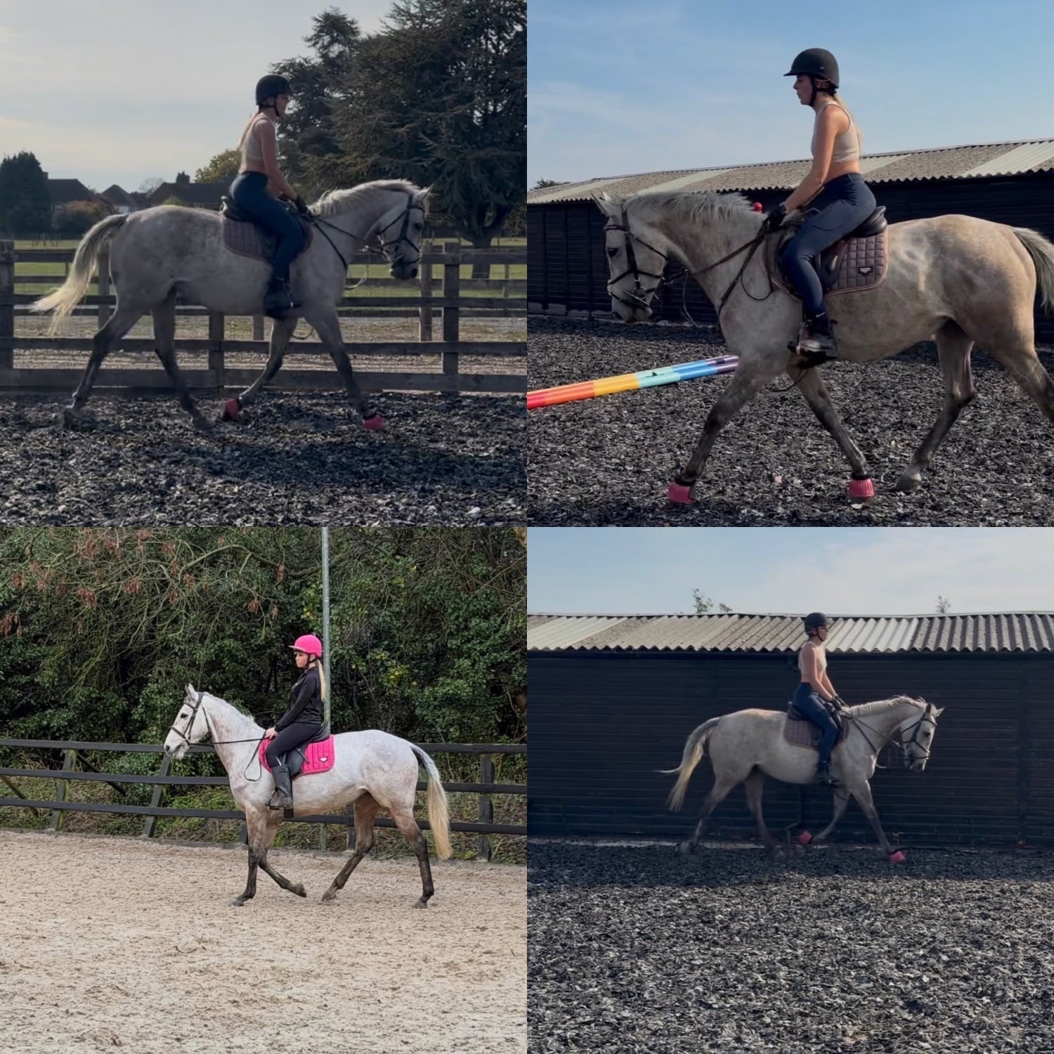 Banstead "Rusty " Rose Grey Mare Ex Racehorse