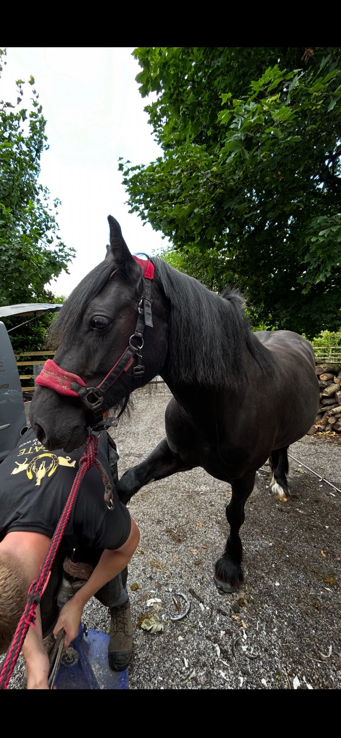 "Kora " Black Mare Cob/Heavy Horse