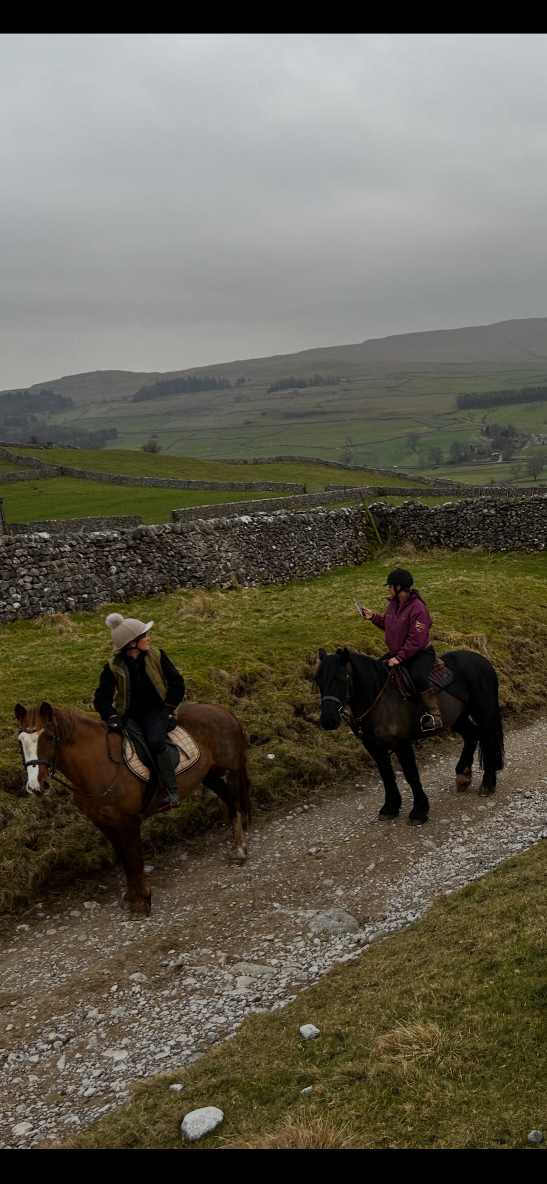"Kora " Black Mare Cob/Heavy Horse - Horses in Skipton