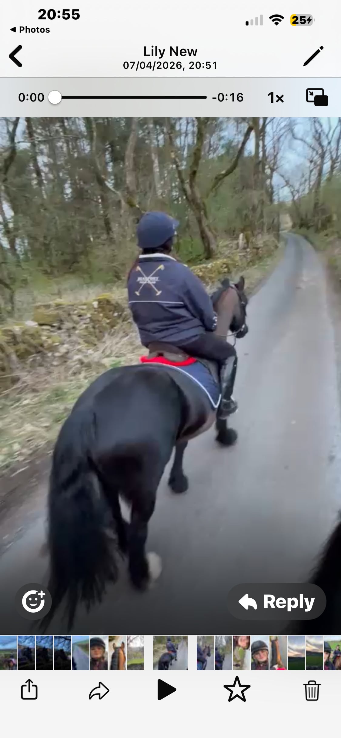 "Kora " Black Mare Cob/Heavy Horse - Horses