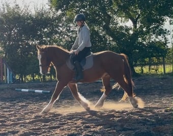 "Gus " Chestnut Gelding All Rounder
