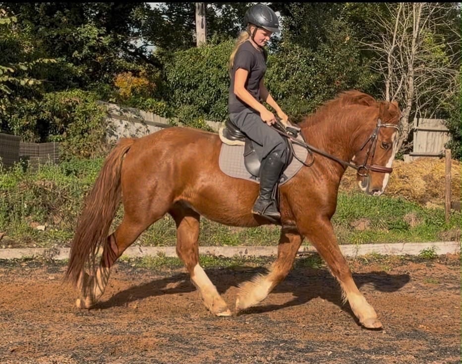 "Gus " Chestnut Gelding All Rounder