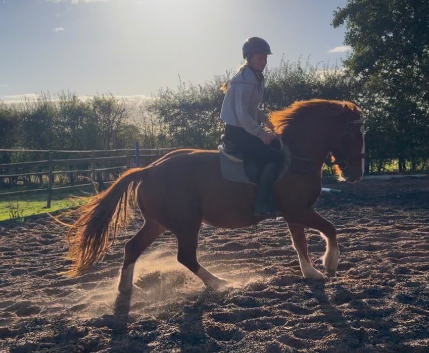 Wolverhampton "Gus " Chestnut Gelding All Rounder