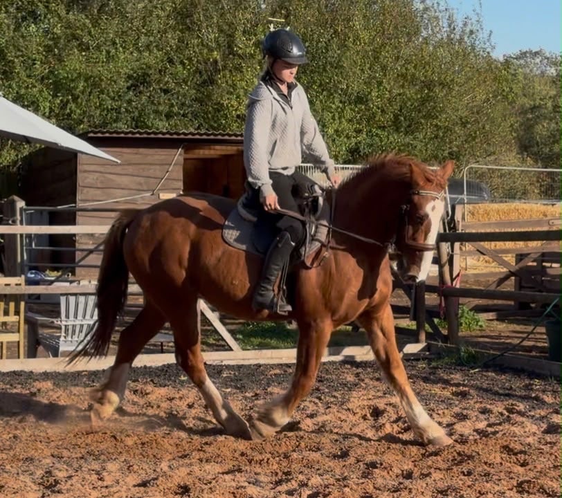 "Gus " Chestnut Gelding All Rounder - Horses in Wolverhampton