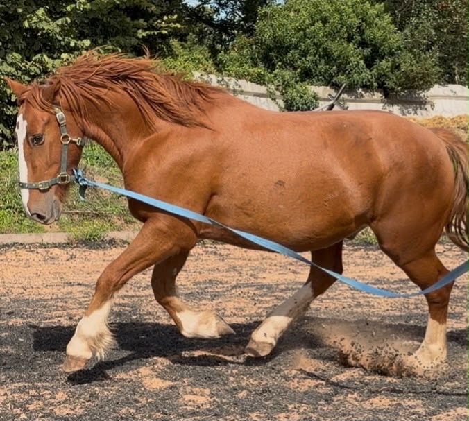 "Gus " Chestnut Gelding All Rounder - Horses