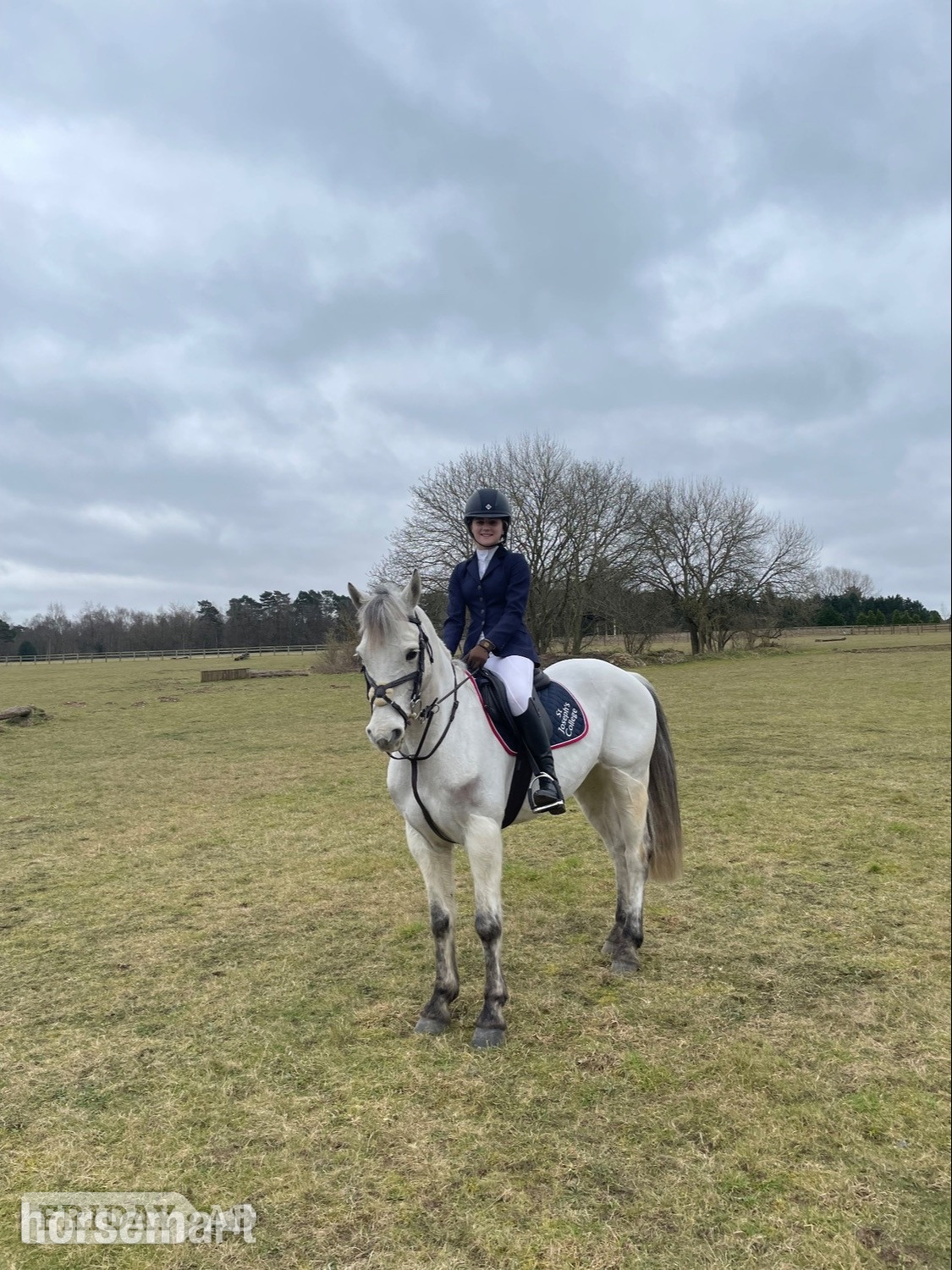 "Prince Mac" Grey Gelding Show Jumper - Horses