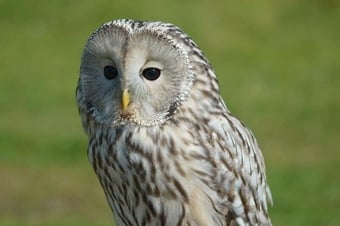 WANTED -BREEDING OWLS