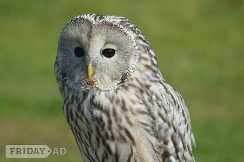 WANTED -BREEDING OWLS in Aberdare