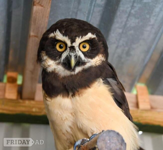 WANTED -BREEDING OWLS
