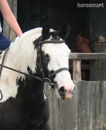 "Hector " Coloured Gelding All Rounder