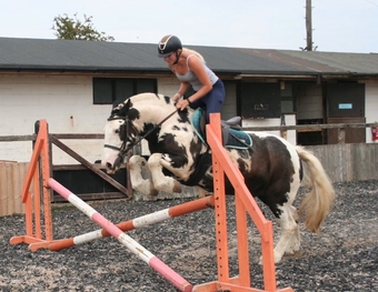 "Hector " Coloured Gelding All Rounder