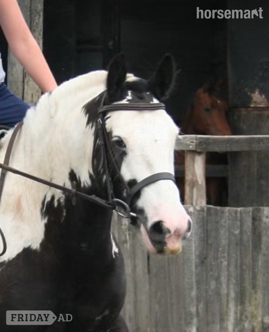 "Hector " Coloured Gelding All Rounder in Manston