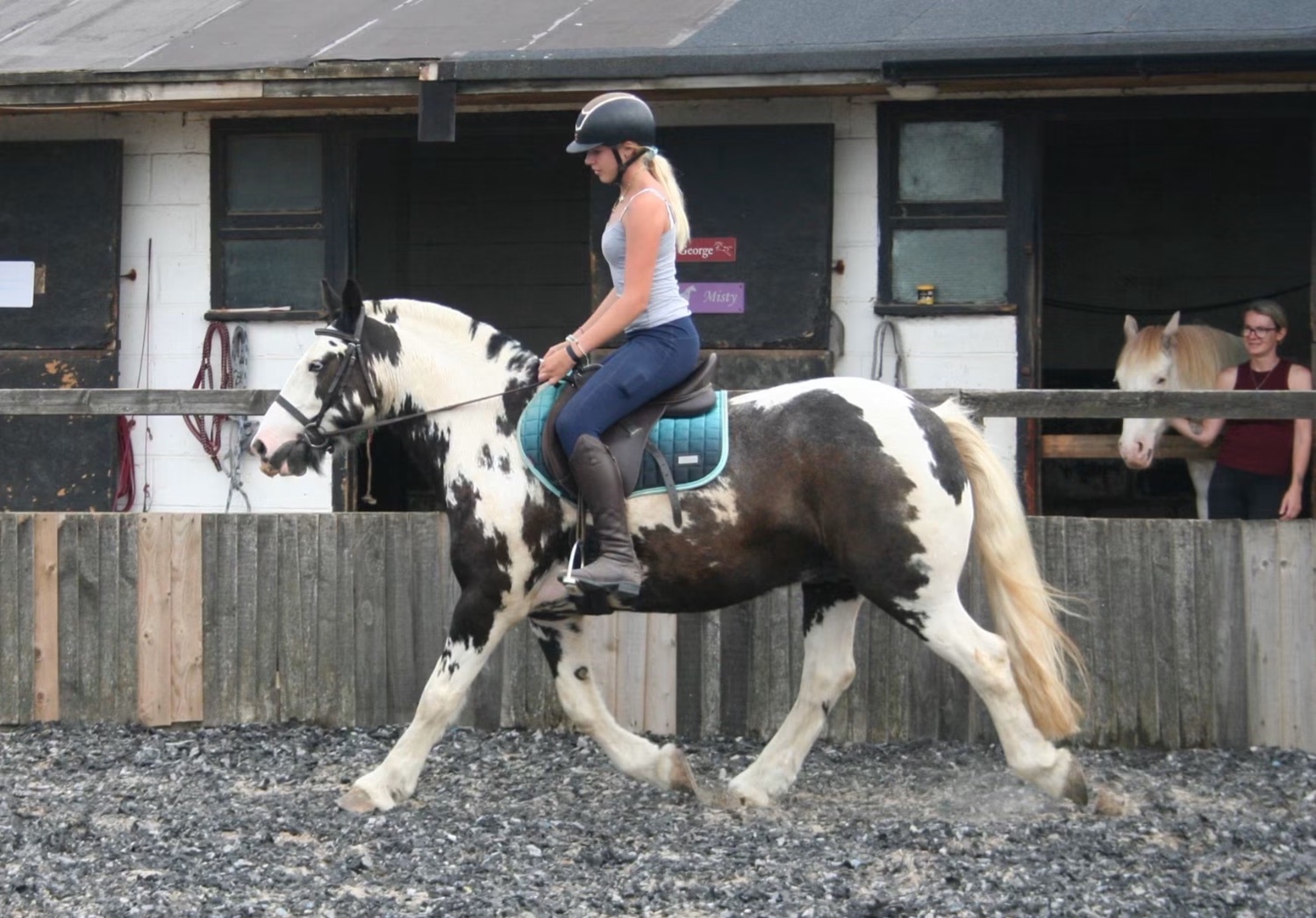 "Hector " Coloured Gelding All Rounder