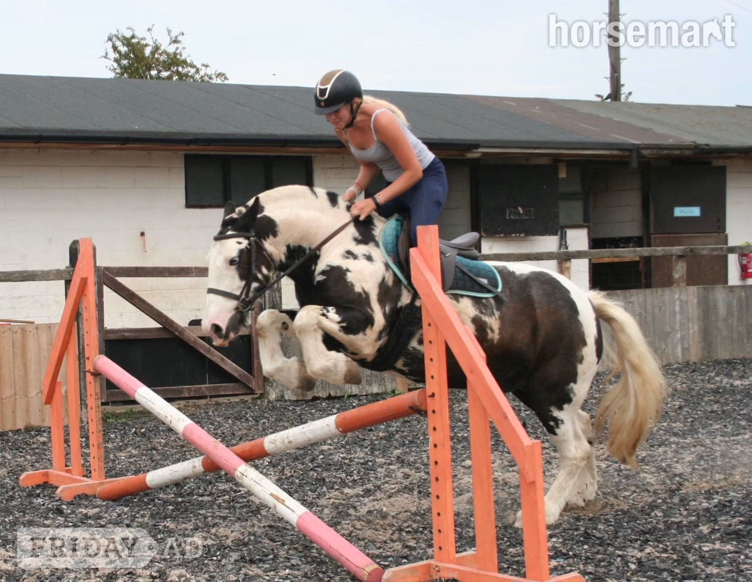 "Hector " Coloured Gelding All Rounder