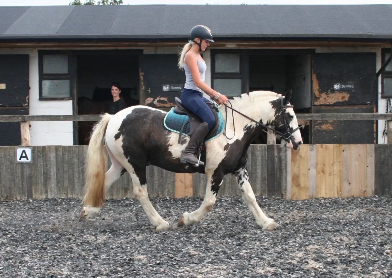 Manston "Hector " Coloured Gelding All Rounder