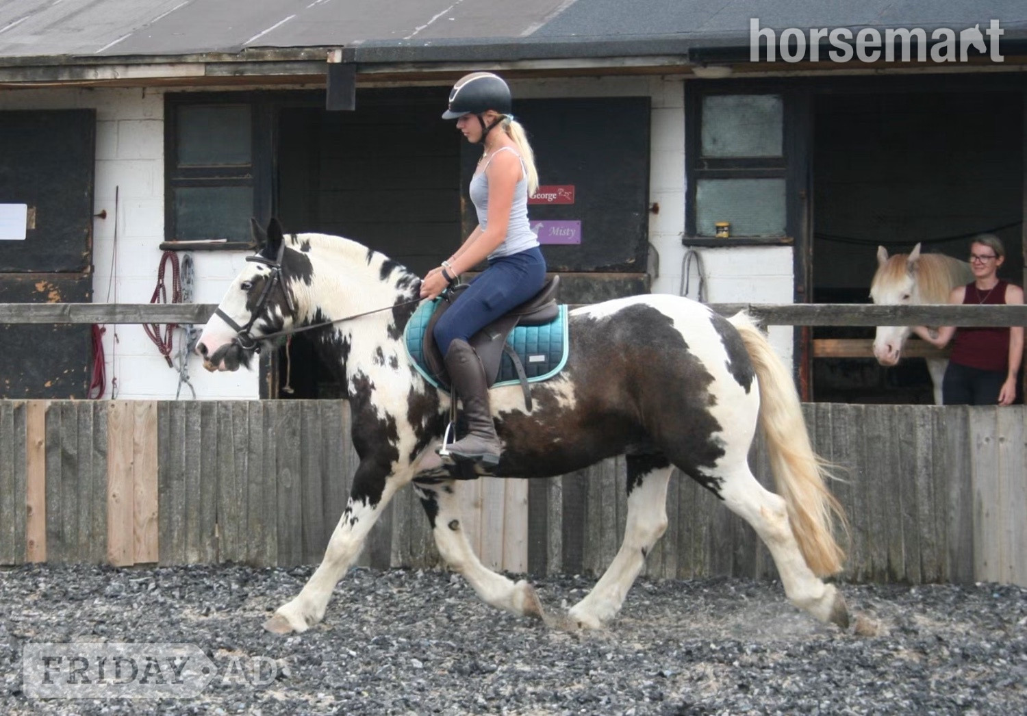 Manston "Hector " Coloured Gelding All Rounder