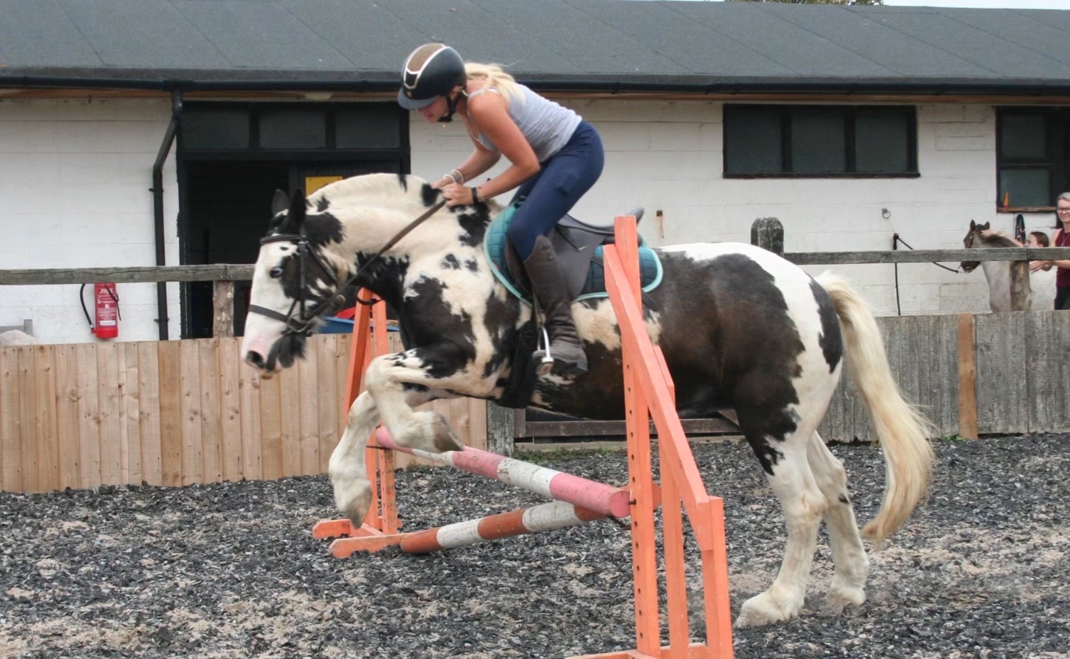 "Hector " Coloured Gelding All Rounder - Horses in Manston