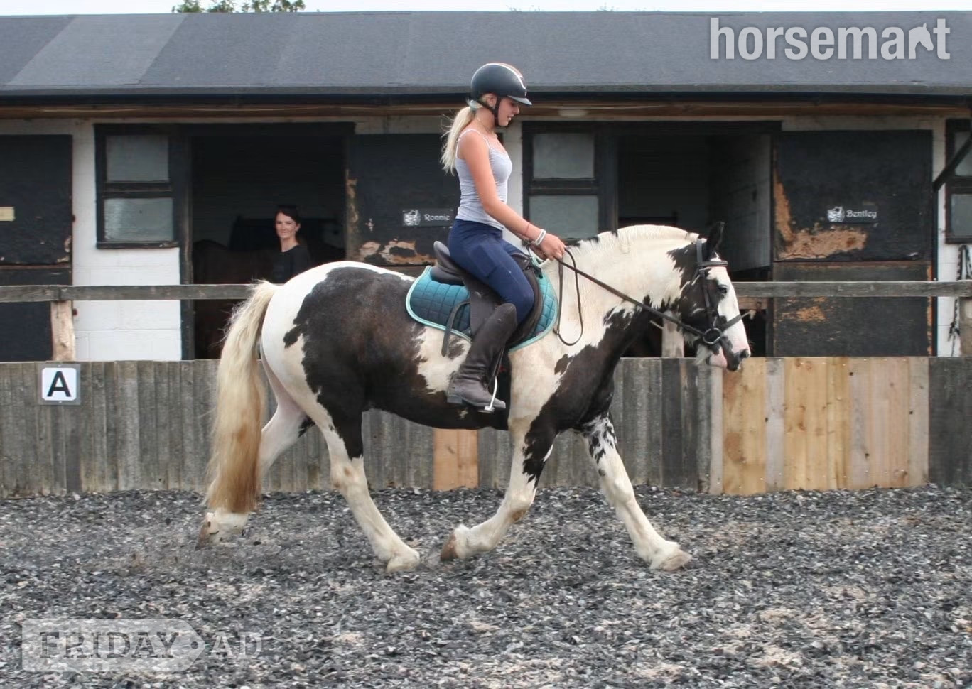 "Hector " Coloured Gelding All Rounder - Horses in Manston