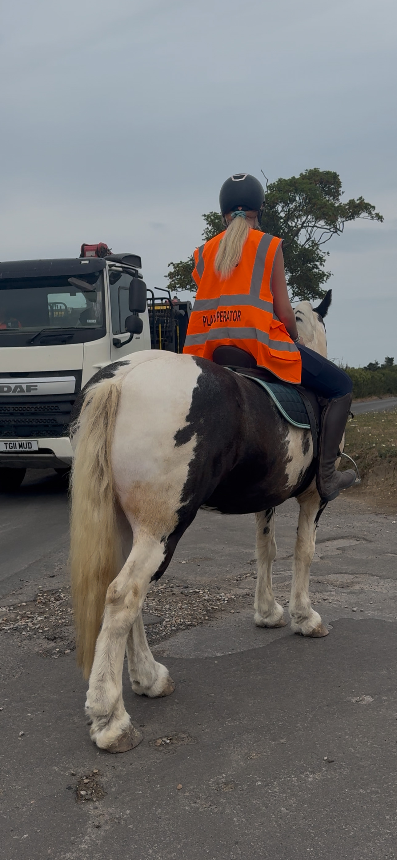 "Hector " Coloured Gelding All Rounder - Horses