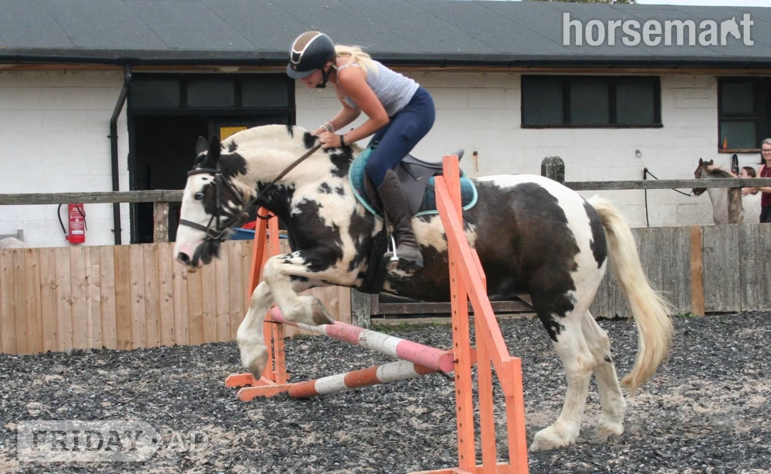 "Hector " Coloured Gelding All Rounder - Horses