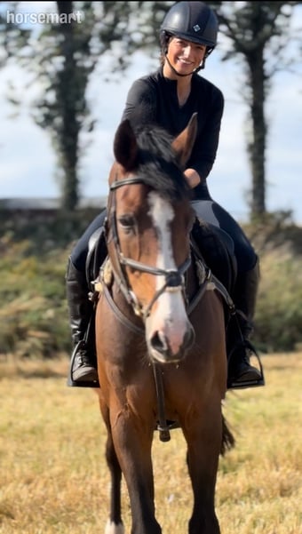 "Clogs " Bay Gelding Happy Hacker