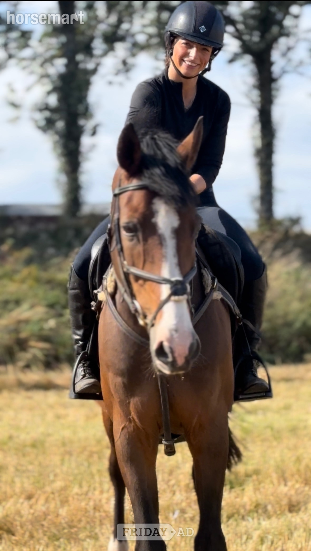 "Clogs " Bay Gelding Happy Hacker in Aberdeen