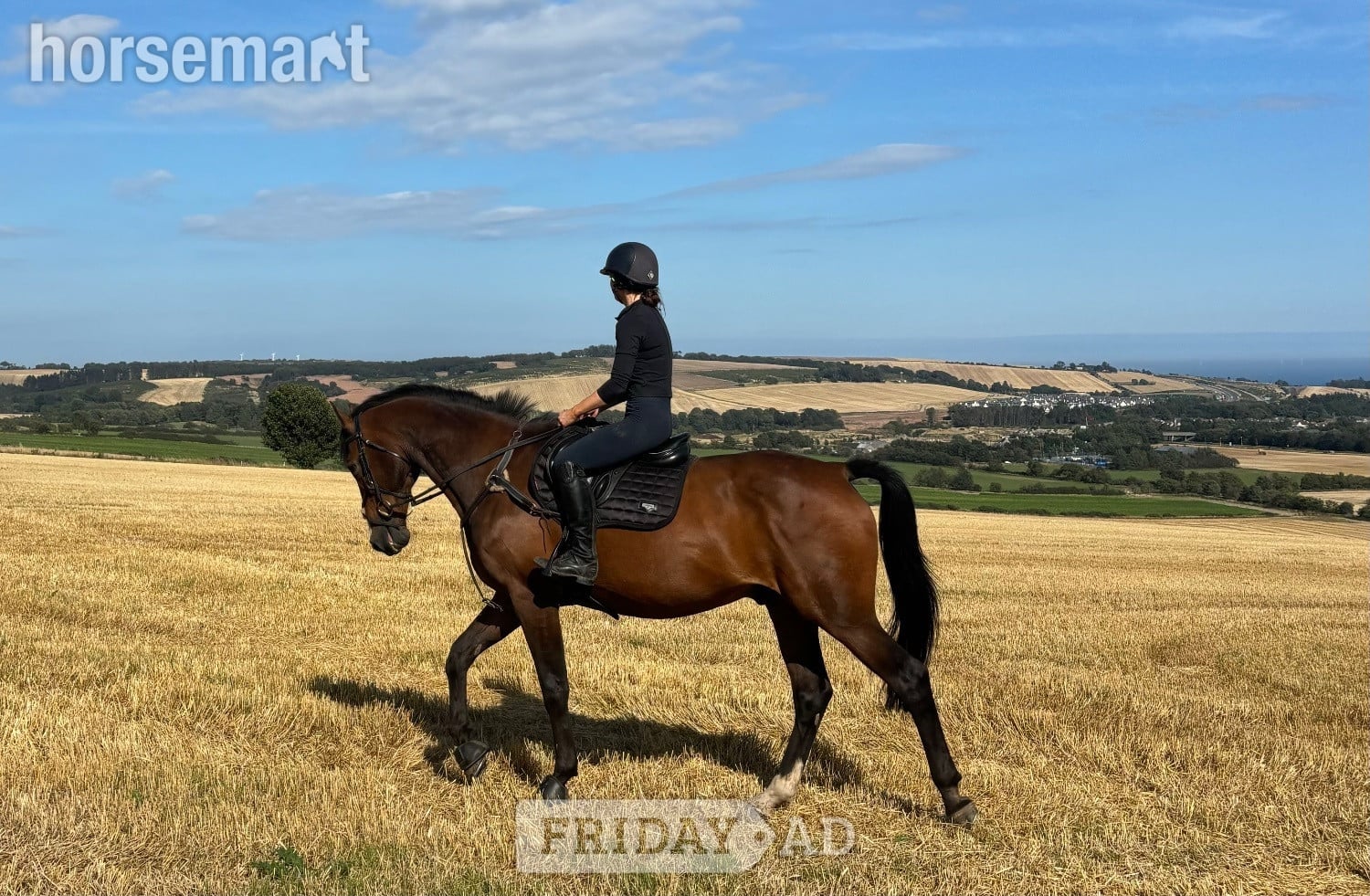 "Clogs " Bay Gelding Happy Hacker