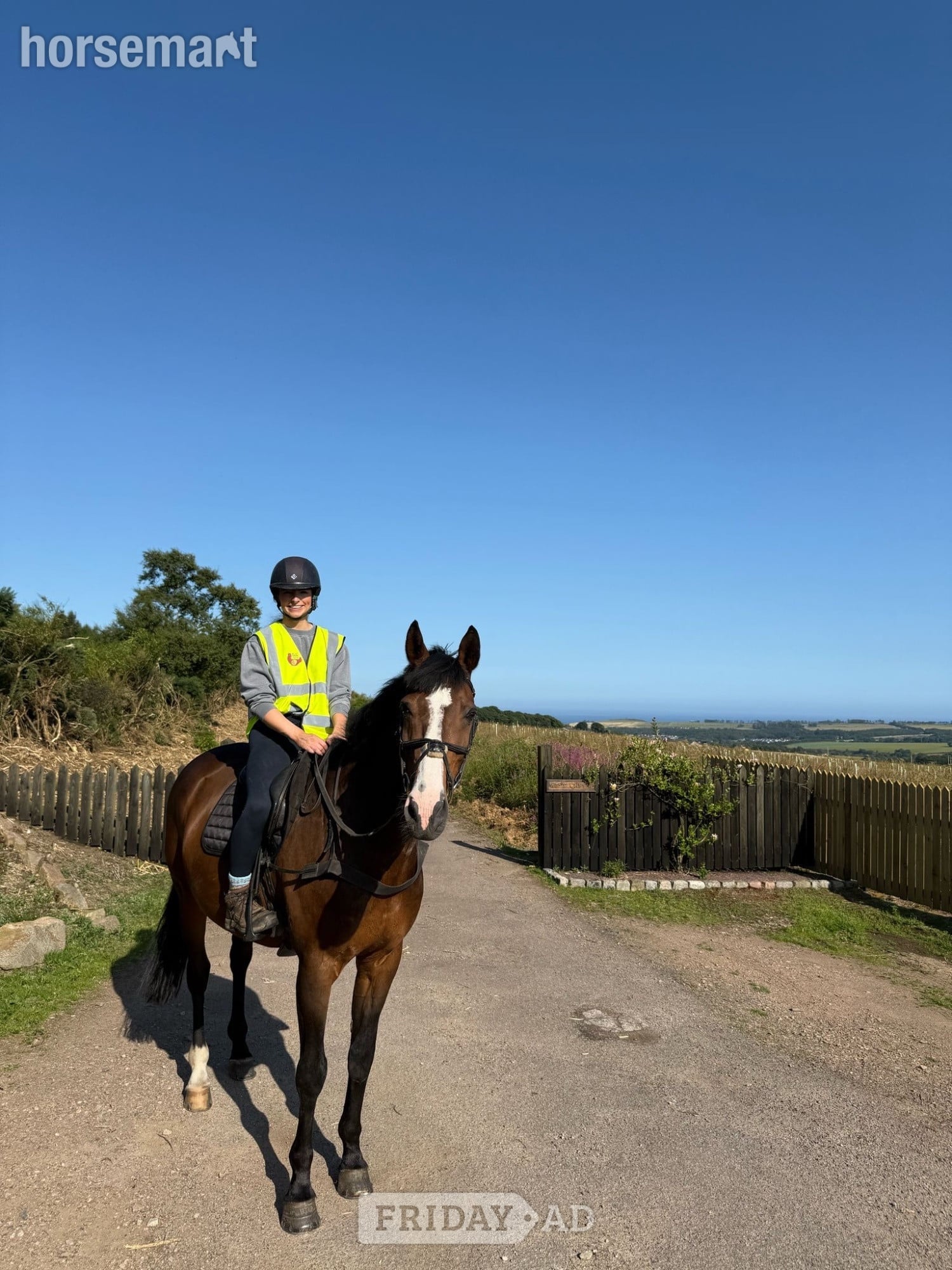 Aberdeen "Clogs " Bay Gelding Happy Hacker