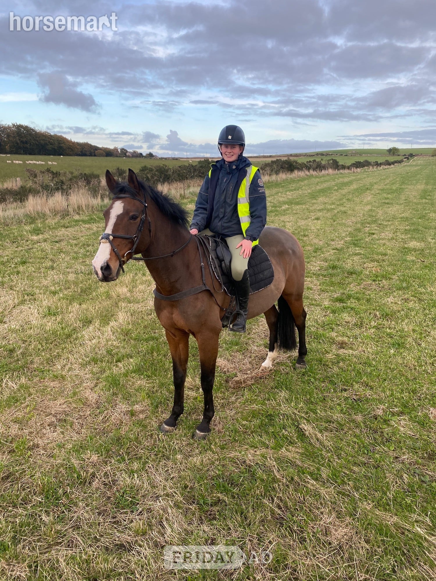 "Clogs " Bay Gelding Happy Hacker - Horses in Aberdeen