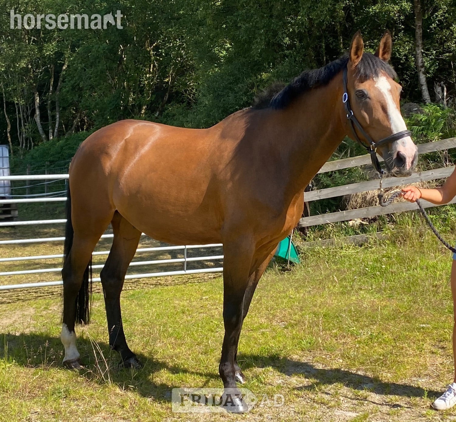 "Clogs " Bay Gelding Happy Hacker - Horses