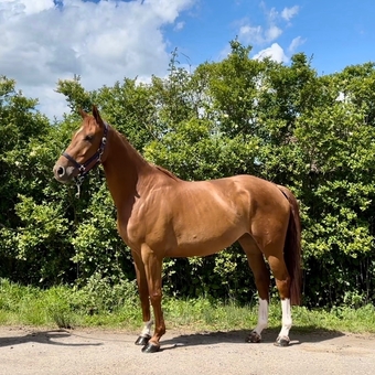 "Molly" Chestnut Mare Show Jumper