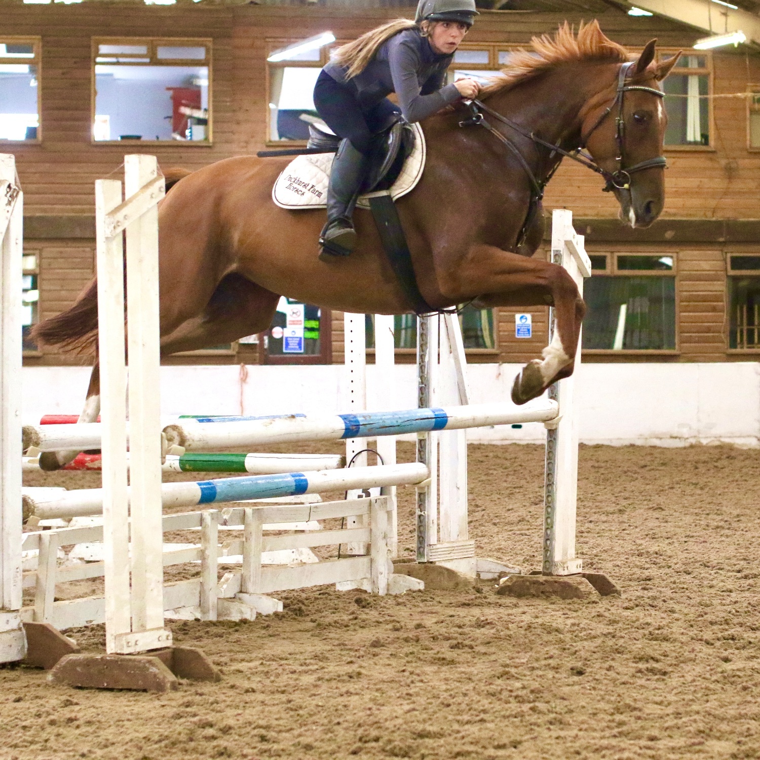 "Molly" Chestnut Mare Show Jumper