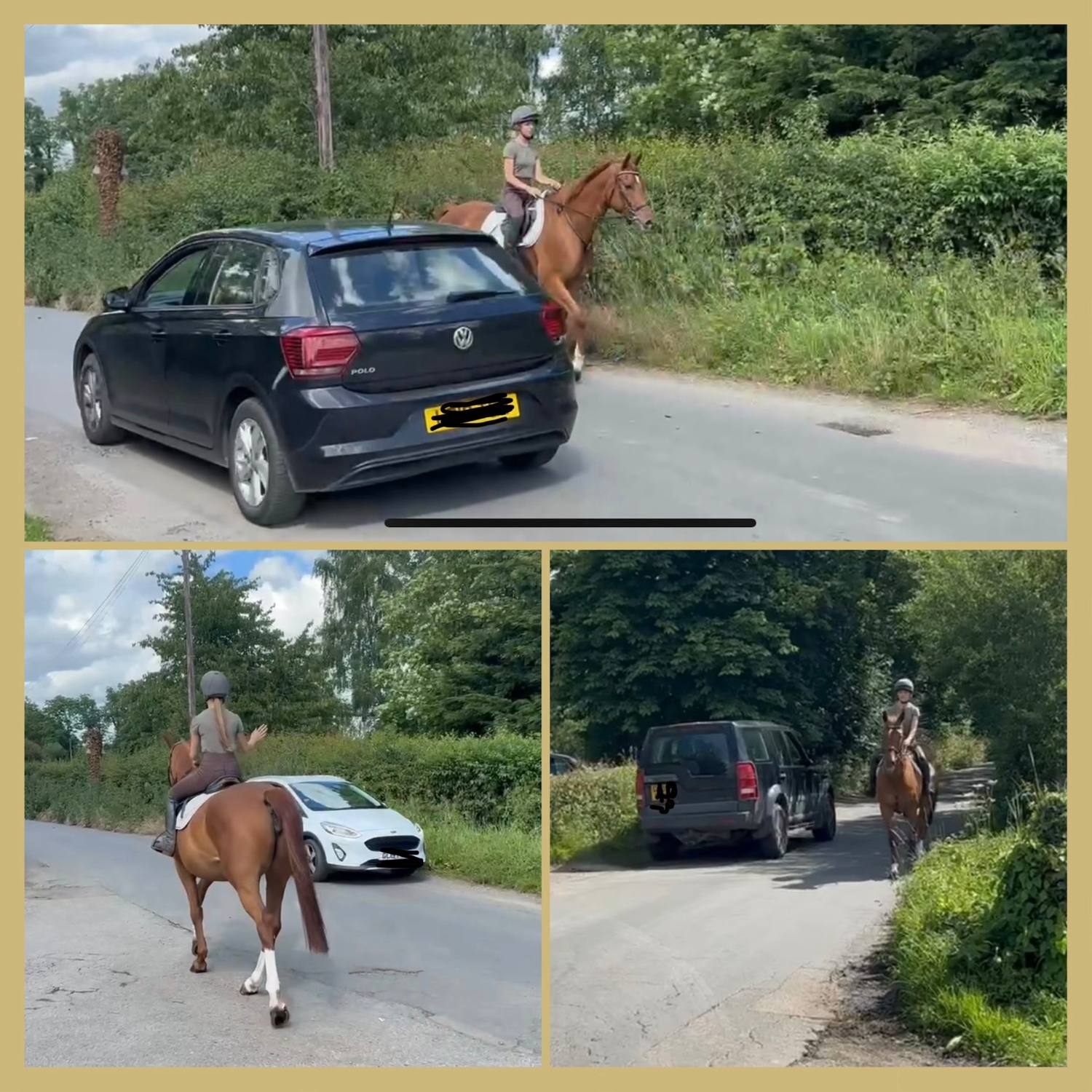 Staplehurst "Molly" Chestnut Mare Show Jumper