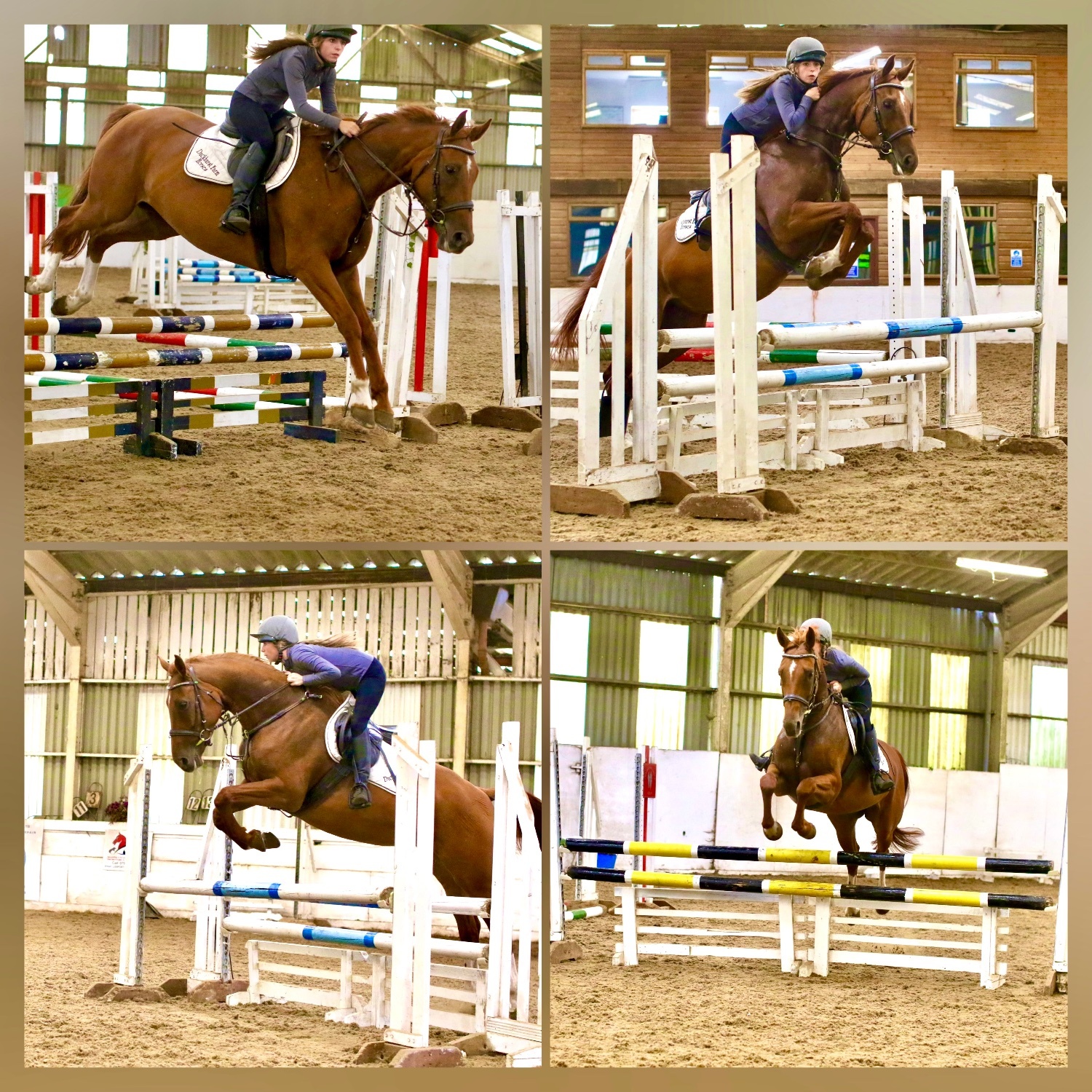 "Molly" Chestnut Mare Show Jumper - Horses in Staplehurst