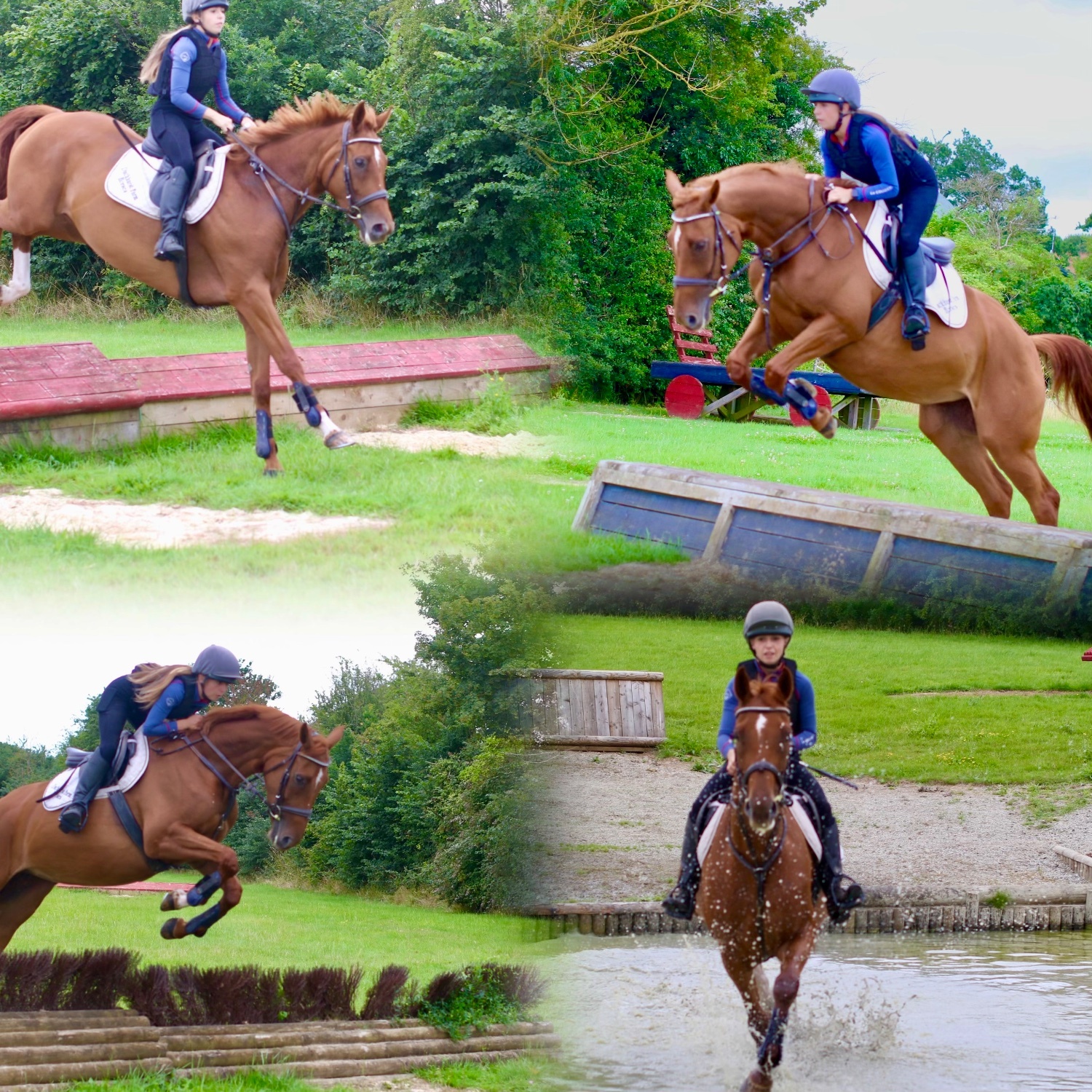 "Molly" Chestnut Mare Show Jumper - Horses