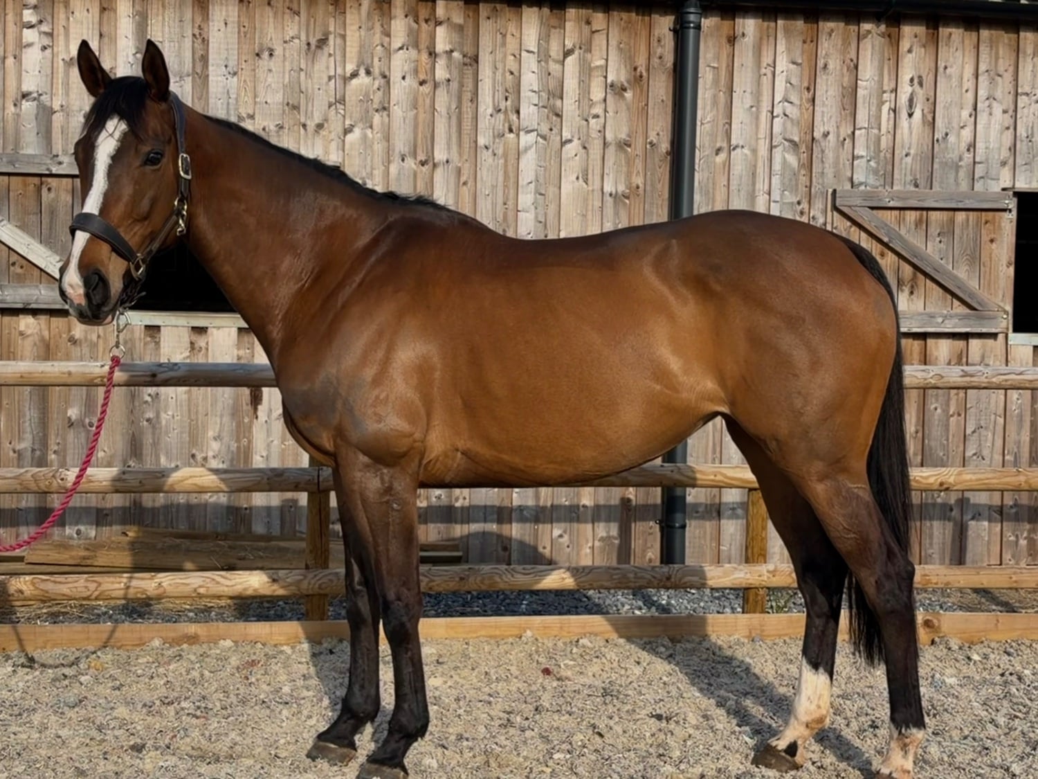 "Barbara (Barbie)" Bay Mare Ex Racehorse