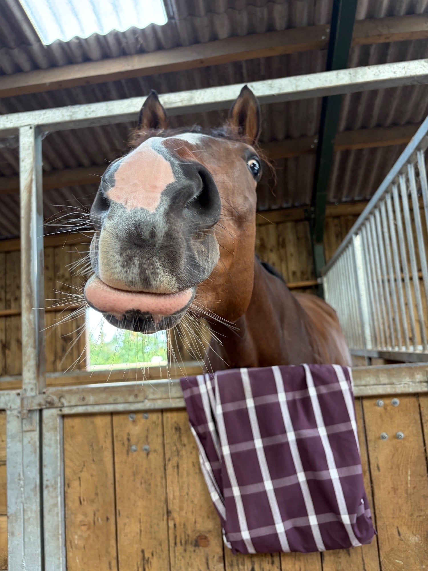 Bridgwater "Barbara (Barbie)" Bay Mare Ex Racehorse