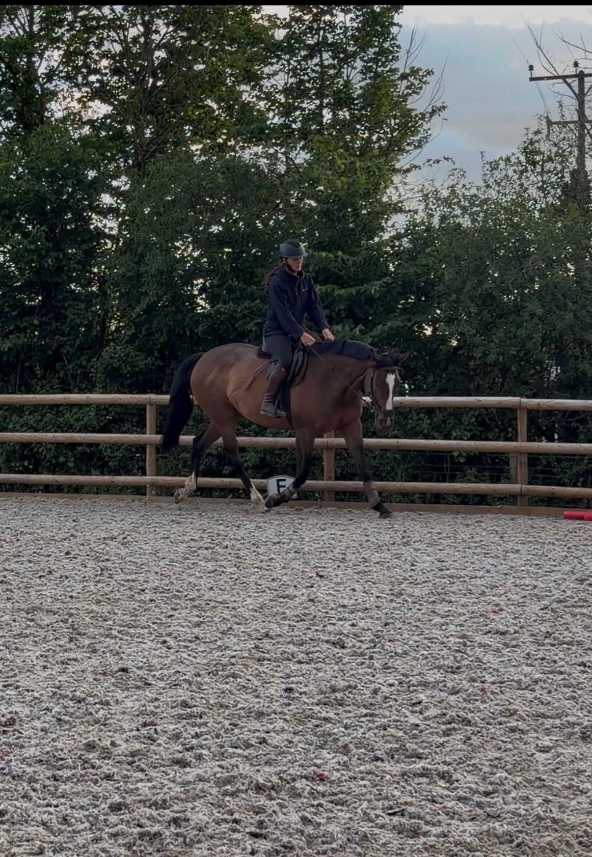 "Barbara (Barbie)" Bay Mare Ex Racehorse - Horses in Bridgwater