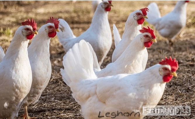 White Leghorns - Point of Lay Hens in Pilling