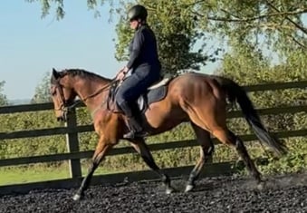 "Magic " Bay Gelding All Rounder